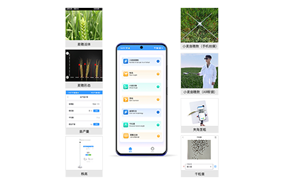新界小麦表型测量仪IN-XM05
